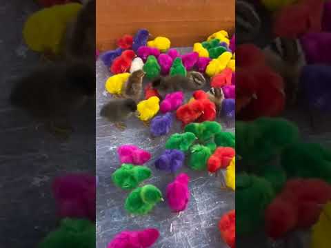 chicks, Colorful Chick #chicken #chicks #cock #birds #shortvideo #shorts #short #viral #youtube