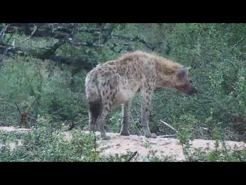 Djuma: Two Hyenas on the dam wall - 04:40 - 12/16/20