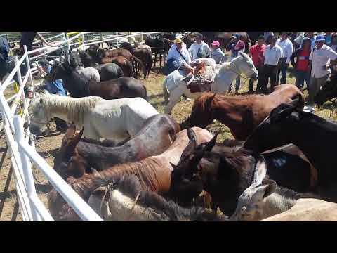 Feria de Ganado Loja - Celica
