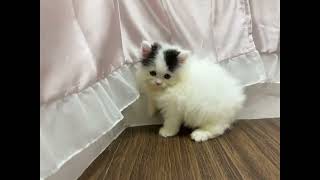 スコティッシュストレートの動画01