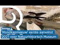 'Mondkapmeeuw' trieste eerste aanwinst in 2021 voor Natuurhistorisch Museum