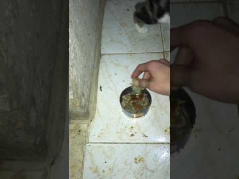 Tapposh the car : 2 out of 9 weeks of pregnancy