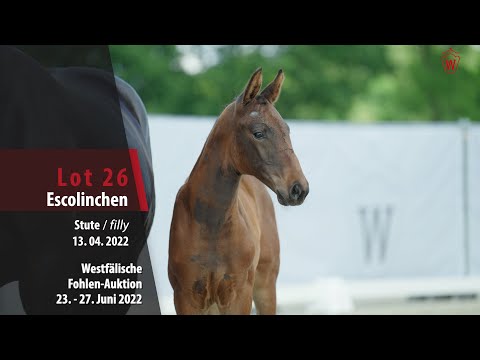 Fohlen-Auktion Lot 26 Escolinchen Stute v. Escolar - Heinrich Heine