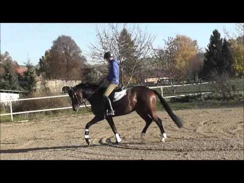 Hengst Liegnitz von Lahnstein