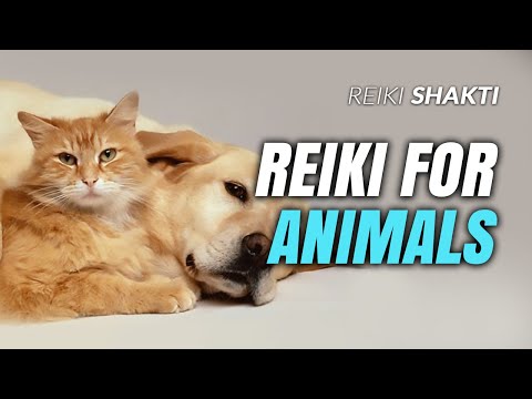 Reiki for Animals: Nurturing Healing Energy for Our Beloved Companions