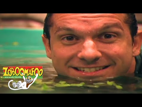 🐒 🍌 Zoboomafoo 131 - Funny Faces | HD | Full Episode 🐒 🍌
