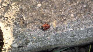 Coccinelle Demoiselle, Bête à Bon Dieu