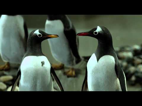 Mr Poppers Penguins - Trailer H