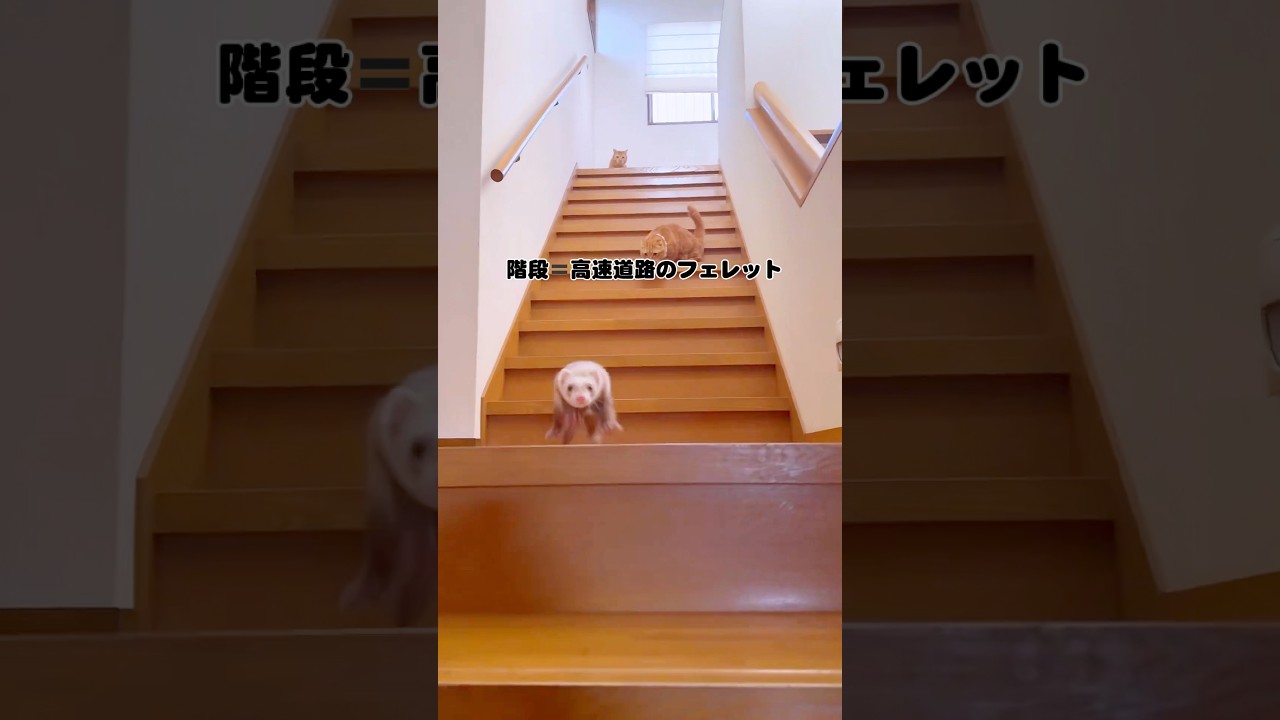 階段🟰高速道路なフェレット