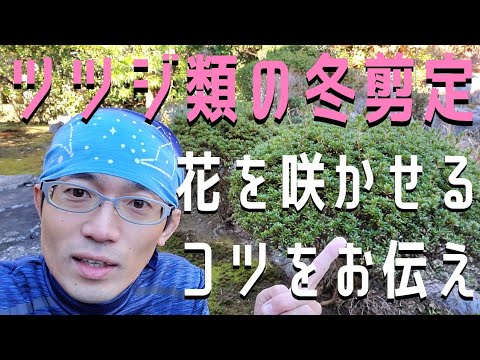 ツツジの正しい剪定方法 トピックス