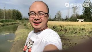 农村悦悦：悦悦家五亩地割了7000斤稻谷，外公家有为何还要来买？听听他咋说