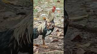 Download lagu Monyet Vs Ayam mp3