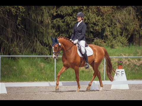 Reitpferdeprüfung RP1 Pirna 29.04.22