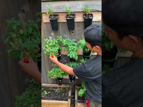 Vertical gardening is one way to utilize empty spaces and maximize food production.
