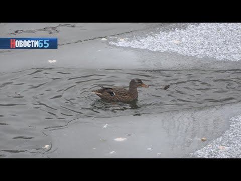 «Спасение» утки. Жителей областного центра просят больше не беспокоиться о судьбе птицы