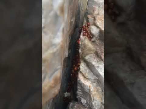Drove from the campground to Balanced Rock for a short day hike and found a nest of ladybugs.