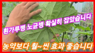 흰가루병,노균병 확실히 잡다, 농약보다 훨~씬 효과좋습니다 오이,참외수박,호박 재배방법 병충해 마늘목초액 바…