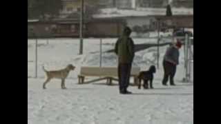 preview picture of video 'A Mix of Breeds Have Fun Playing Together At The Frostburg Dog Park'