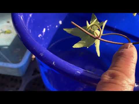 アイビーの挿し木はいつ取るのですか？どうやって ？リーダーに従う ！  庭園