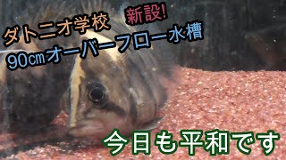 ダトニオ学校90㎝OF水槽へ新設!　ガーネットストーン入りました!【熱帯魚,アクアリウム,古代魚,プラスワン,ダトニオイデス,ミクロレピス】
