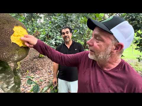 Trying Cochin jakfruit￼, the first time for Tom from sleepy lizard.