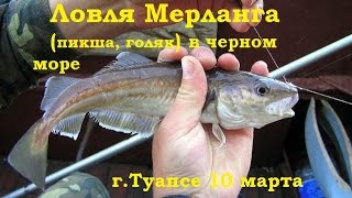 Как ловить пикшу в черном море