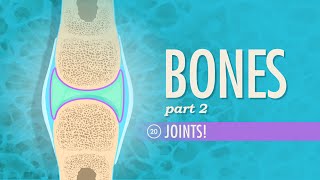 Joints: Crash Course A&P #20