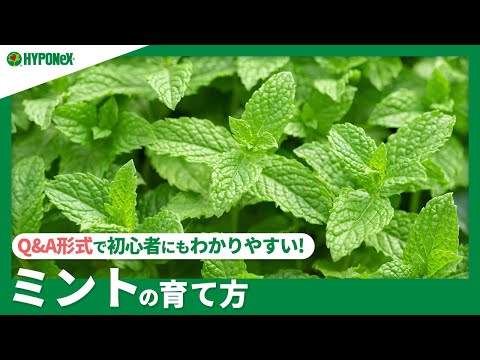 ミントとかペパーミントとか?小さな違い 植物