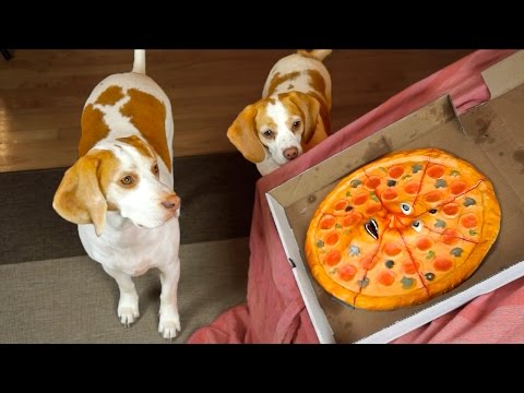 download lagu mp3 mp4 Can Dogs Have Pizza, download lagu Can Dogs Have Pizza gratis, unduh video klip Can Dogs Have Pizza