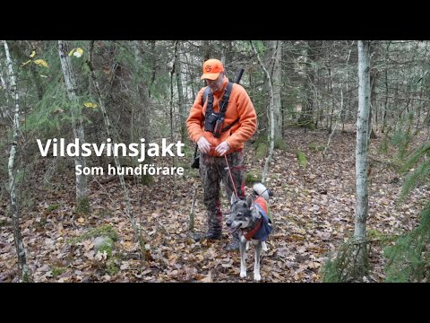 Vildsvinsjakten i Vånga som hundförare 2025