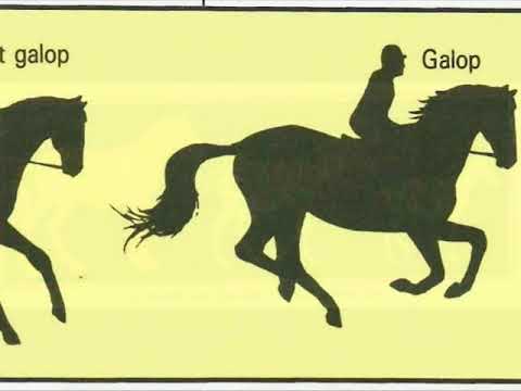 Le cheval, mini-exposé