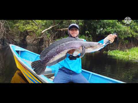 Snakehead casting Toman Babon 4,5 kg. tidak di kasih kendor.!!