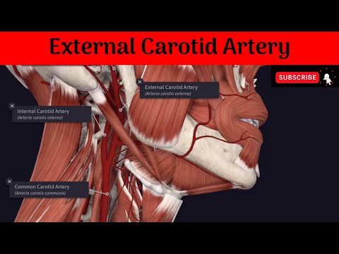 External Carotid Artery #Anatomy #mbbs #education #bds #headandneckanatomy #arteries