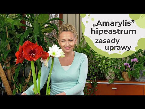 "Amarylis" hipeastrum - zasady uprawy. Co zrobić po przekwitnięciu? Jak uprawiać i pielęgnować?