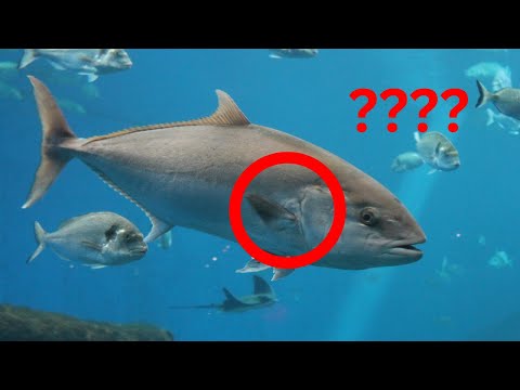 Can fish survive in both saltwater and freshwater? EXPLAINED