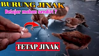 Cara Burung Kutilang Mandiri|| Burung Gereja Agar Jinak