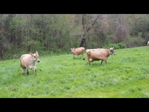 170506 Cows Going to Pasture