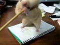 Хомяк хочет заныкать карандаш 