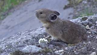 アラスカの ピカ というナキウサギはピカチュウに負けないくらい可愛い Tokyocabin