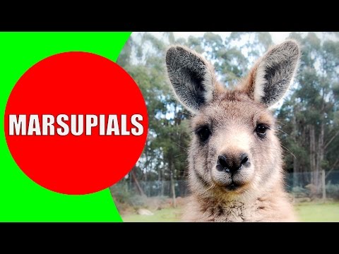 Marsupials for Kids – Marsupial Mammals – Marsupial Animals in Australia, Tasmania, and Americas