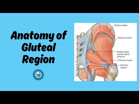 What Is the Gluteal Region and Why Is It Important? Anatomy