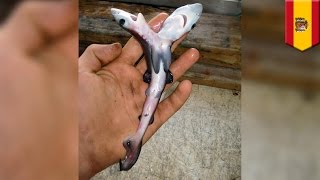 Two-headed sharks are surfacing all over the world, and scientists aren’t sure why - TomoNews