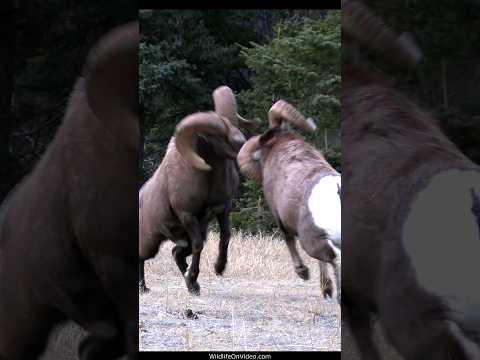Bighorn Ram Rut Headbutts