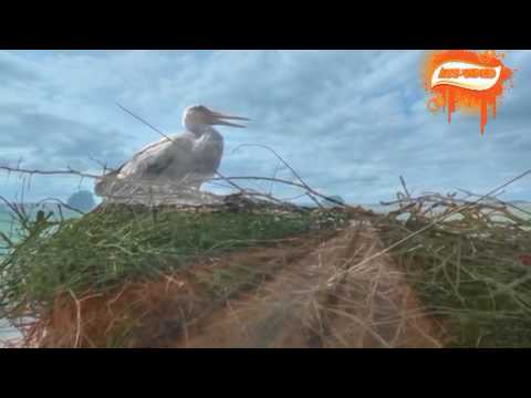 Ніна Матвієнко Квітка душа