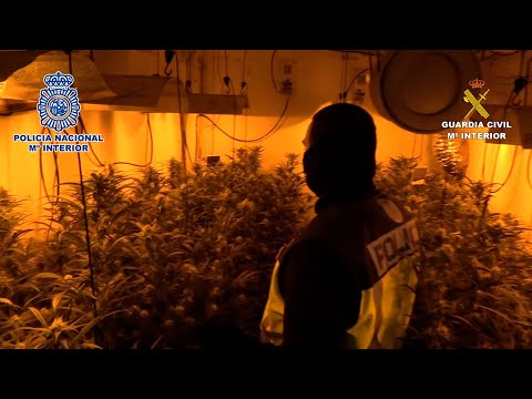 Macrorredada en Cañada Real: 44 detenidos y 17.500 plantas de marihuana requisadas