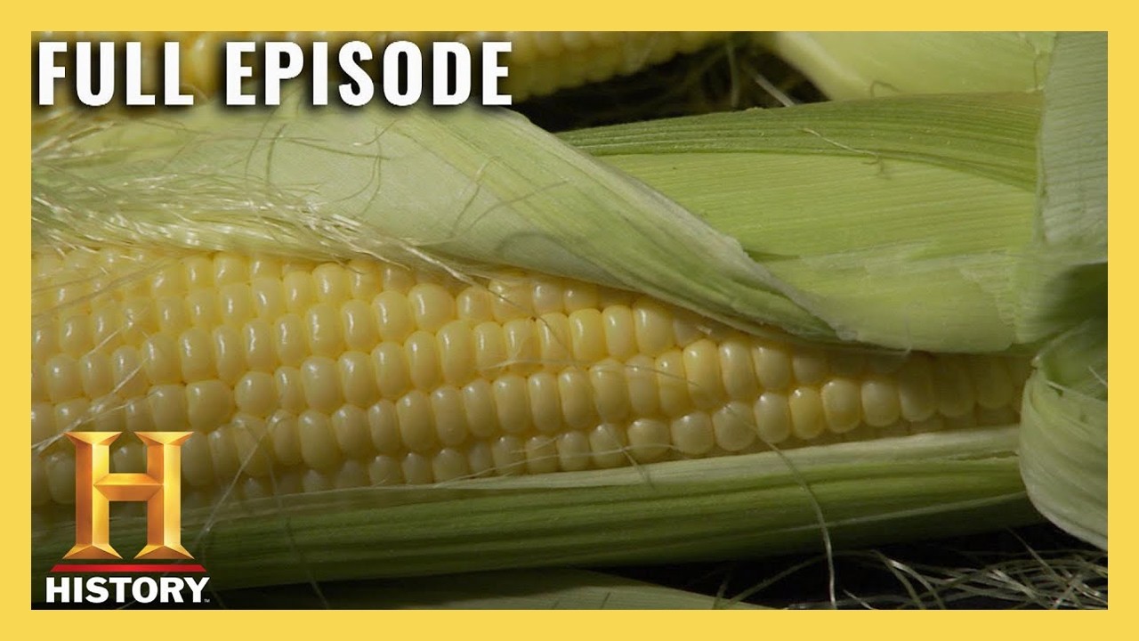 Modern Marvels: How corn fuels America