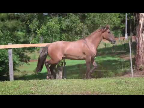 Lote 27   Golilla Patron da Gaita Ponto