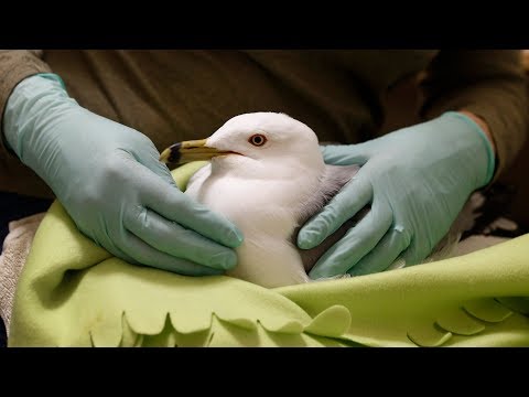We all can help an injured bird
