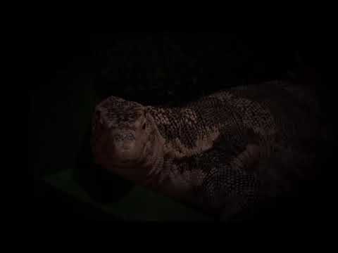 Mrs Kipling (Jessie)