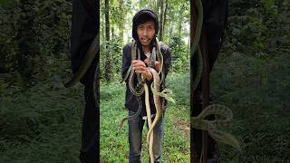 Download lagu Wow, this person is so brave, there are so many snakes here! mp3